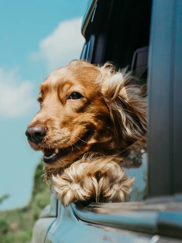 Pet-friendly taxi in Vienna – dog enjoying the ride in car